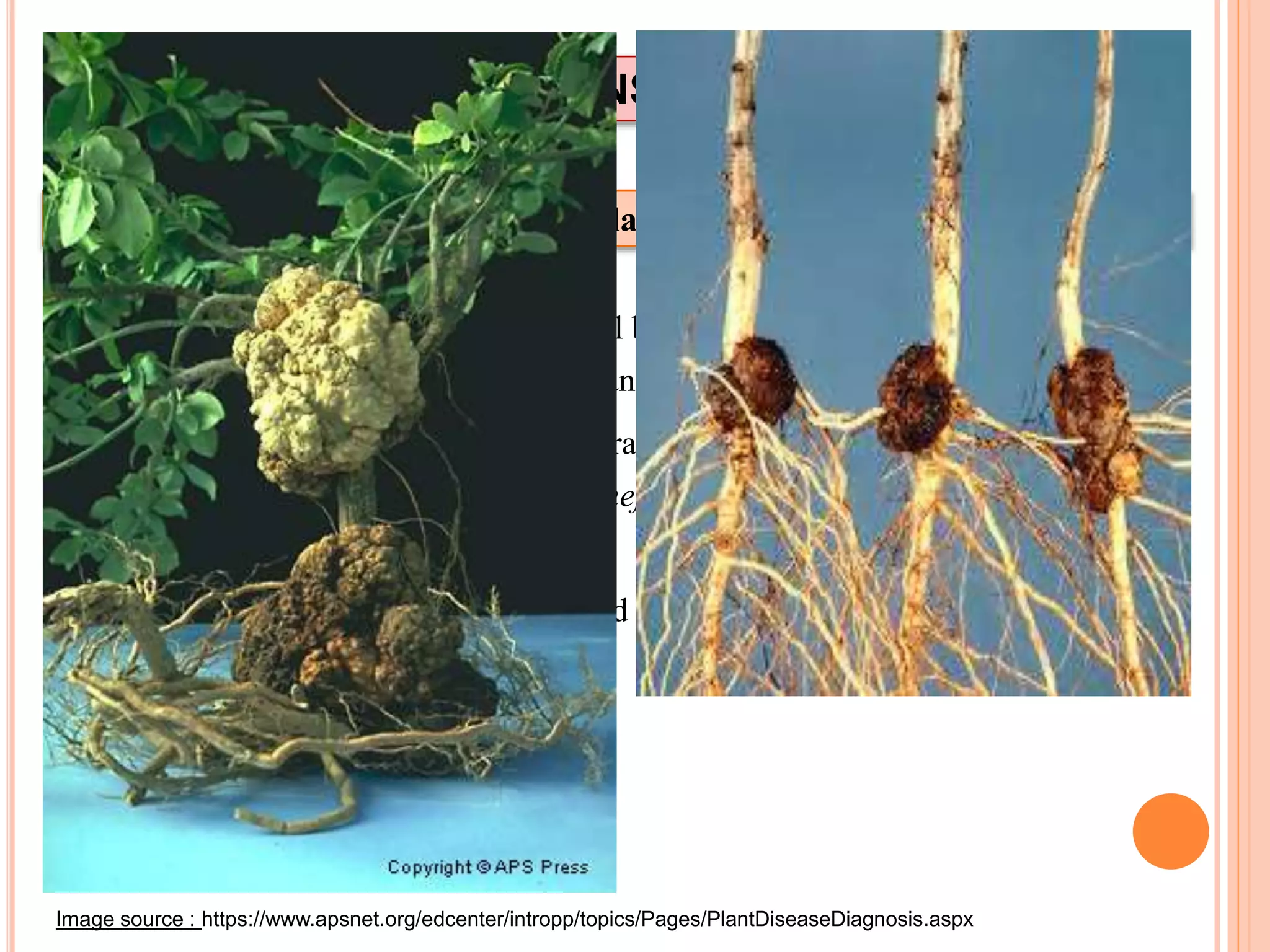  A. tumefaciens is a gram-negative soil bacterium which naturally transforms
plant cells, resulting in crown gall (cancer) tumors
 Tumor formation is the result of the transfer, integration and expression of
genes on a specific segment of A. tumefaciens plasmid DNA called the T-DNA
(transferred DNA)
 The T-DNA resides on a large plasmid called the Ti (tumor inducing) plasmid
found in A.tumefaciens
INDIRECT DNA TRANSFER METHODS
Plant Transformation With The Ti Plasmid Of Agrobacterium tumefaciens
Image source : https://www.apsnet.org/edcenter/intropp/topics/Pages/PlantDiseaseDiagnosis.aspx
 