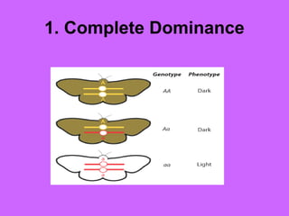 1. Complete Dominance
 