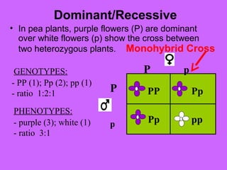 Dominant/Recessive
• In pea plants, purple flowers (P) are dominant
over white flowers (p) show the cross between
two heterozygous plants. Monohybrid Cross
P
p
P p
pp
Pp
Pp
PP
- PP (1); Pp (2); pp (1)
- ratio 1:2:1
- purple (3); white (1)
- ratio 3:1
GENOTYPES:
PHENOTYPES:
 