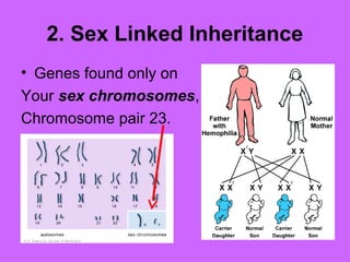 2. Sex Linked Inheritance
• Genes found only on
Your sex chromosomes,
Chromosome pair 23.
 