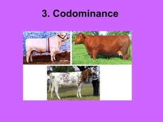 3. Codominance
 