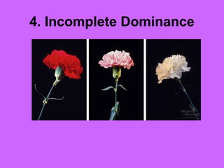 4. Incomplete Dominance
 