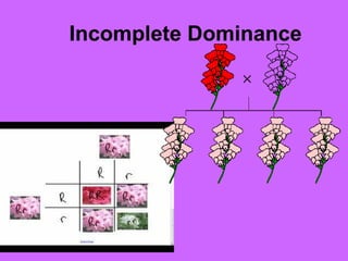 Incomplete Dominance
 