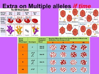 Extra on Multiple alleles if time
 