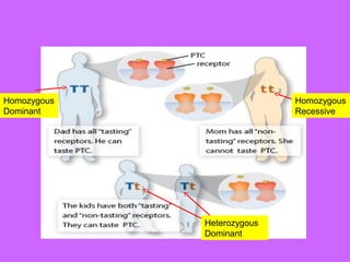 Homozygous
Dominant
Homozygous
Recessive
Heterozygous
Dominant
 