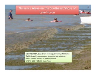 Nuisance	
  Algae	
  on	
  the	
  Southeast	
  Shore	
  of	
  
                 Lake	
  Huron	
  




       David	
  Barton,	
  Department	
  of	
  Biology,	
  University	
  of	
  Waterloo	
  
       Todd	
  Howell,	
  Environmental	
  Monitoring	
  and	
  ReporEng	
  
       Branch,	
  Ontario	
  Ministry	
  of	
  the	
  Environment	
  
       Cherie-­‐Lee	
  Fietsch,	
  Bruce	
  Power	
  
 