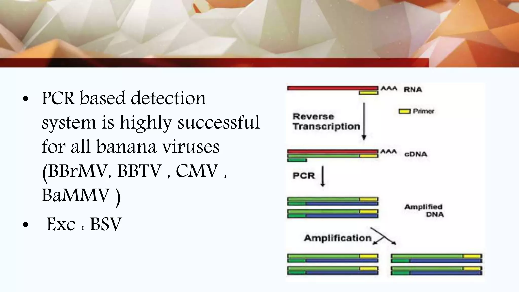• PCR based detection
system is highly successful
for all banana viruses
(BBrMV, BBTV , CMV ,
BaMMV )
• Exc : BSV
 