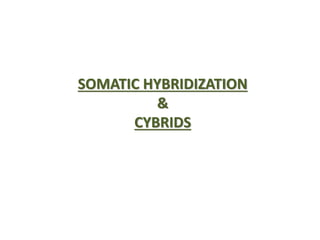 SOMATIC HYBRIDIZATION 
& 
CYBRIDS 
 