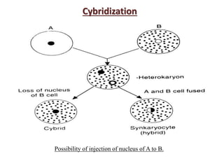 Cybridization somatic hybridization | PPTX