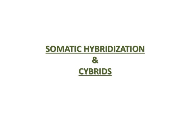 somatic hybridization ppt Somatic hybridization).