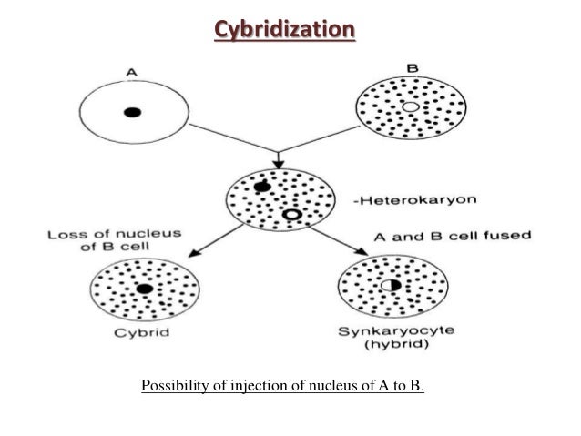 somatic hybridization