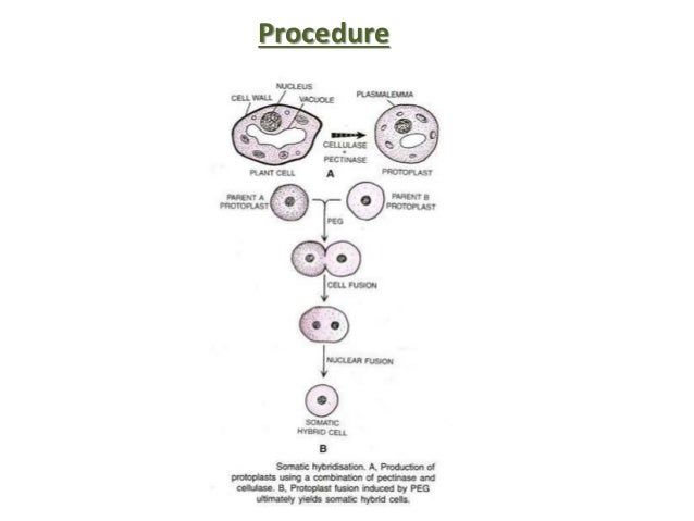 somatic hybridization ppt Somatic hybridization.