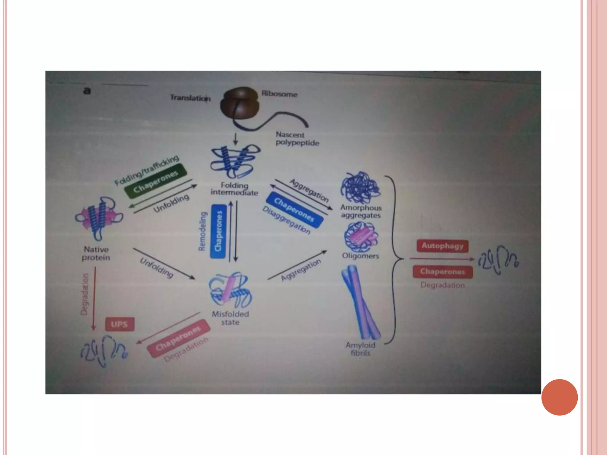 Post translational modifications | PPTX