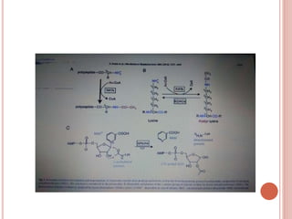 Post translational modifications | PPTX