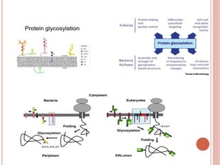 Post translational modifications | PPTX