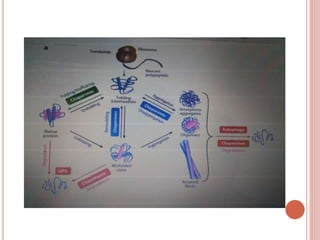 Post translational modifications | PPTX