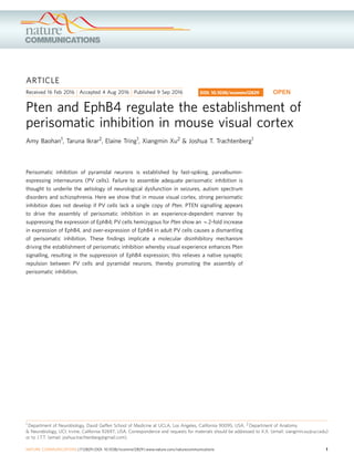 ARTICLE
Received 16 Feb 2016 | Accepted 4 Aug 2016 | Published 9 Sep 2016
Pten and EphB4 regulate the establishment of
perisomatic inhibition in mouse visual cortex
Amy Baohan1, Taruna Ikrar2, Elaine Tring1, Xiangmin Xu2 & Joshua T. Trachtenberg1
Perisomatic inhibition of pyramidal neurons is established by fast-spiking, parvalbumin-
expressing interneurons (PV cells). Failure to assemble adequate perisomatic inhibition is
thought to underlie the aetiology of neurological dysfunction in seizures, autism spectrum
disorders and schizophrenia. Here we show that in mouse visual cortex, strong perisomatic
inhibition does not develop if PV cells lack a single copy of Pten. PTEN signalling appears
to drive the assembly of perisomatic inhibition in an experience-dependent manner by
suppressing the expression of EphB4; PV cells hemizygous for Pten show an B2-fold increase
in expression of EphB4, and over-expression of EphB4 in adult PV cells causes a dismantling
of perisomatic inhibition. These ﬁndings implicate a molecular disinhibitory mechanism
driving the establishment of perisomatic inhibition whereby visual experience enhances Pten
signalling, resulting in the suppression of EphB4 expression; this relieves a native synaptic
repulsion between PV cells and pyramidal neurons, thereby promoting the assembly of
perisomatic inhibition.
DOI: 10.1038/ncomms12829 OPEN
1 Department of Neurobiology, David Geffen School of Medicine at UCLA, Los Angeles, California 90095, USA. 2 Department of Anatomy
& Neurobiology, UCI, Irvine, California 92697, USA. Correspondence and requests for materials should be addressed to X.X. (email: xiangmin.xu@uci.edu)
or to J.T.T. (email: joshua.trachtenberg@gmail.com).
NATURE COMMUNICATIONS | 7:12829 | DOI: 10.1038/ncomms12829 | www.nature.com/naturecommunications 1
 