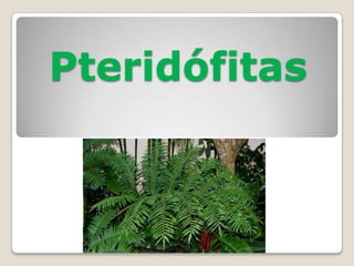 Pteridófitas
 