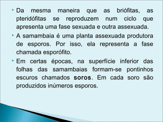  Da mesma maneira que as briófitas, as
  pteridófitas se reproduzem num ciclo que
  apresenta uma fase sexuada e outra assexuada.
 A samambaia é uma planta assexuada produtora

  de esporos. Por isso, ela representa a fase
  chamada esporófito.
 Em certas épocas, na superfície inferior das

  folhas das samambaias formam-se pontinhos
  escuros chamados soros. Em cada soro são
  produzidos inúmeros esporos.
 