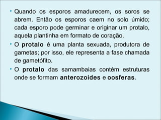  Quando os esporos amadurecem, os soros se
  abrem. Então os esporos caem no solo úmido;
  cada esporo pode germinar e originar um protalo,
  aquela plantinha em formato de coração.
 O protalo é uma planta sexuada, produtora de

  gametas; por isso, ele representa a fase chamada
  de gametófito.
 O protalo das samambaias contém estruturas

  onde se formam anterozoides e oosferas.
 