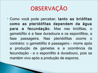    Como você pode perceber, tanto as briófitas
    como as pteridófitas dependem da água
    para a fecundação. Mas nas briófitas, o
    gametófito é a fase duradoura e os esporófitos, a
    fase passageira. Nas pteridófitas ocorre o
    contrário: o gametófito é passageiro - morre após
    a produção de gametas e a ocorrência da
    fecundação - e o esporófito é duradouro, pois se
    mantém vivo após a produção de esporos.
 