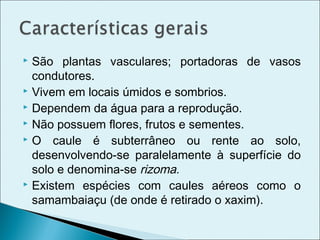  São plantas vasculares; portadoras de vasos
  condutores.
 Vivem em locais úmidos e sombrios.
 Dependem da água para a reprodução.
 Não possuem flores, frutos e sementes.
 O caule é subterrâneo ou rente ao solo,

  desenvolvendo-se paralelamente à superfície do
  solo e denomina-se rizoma.
 Existem espécies com caules aéreos como o

  samambaiaçu (de onde é retirado o xaxim).
 