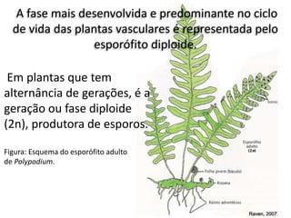 A fase mais desenvolvida e predominante no ciclo
de vida das plantas vasculares é representada pelo
esporófito diploide.
Em plantas que tem
alternância de gerações, é a
geração ou fase diploide
(2n), produtora de esporos.
Figura: Esquema do esporófito adulto
de Polypodium.
 