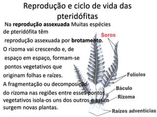 Reprodução e ciclo de vida das
pteridófitas
Na reprodução assexuada Muitas espécies
de pteridófita têm
reprodução assexuada por brotamento.
O rizoma vai crescendo e, de
espaço em espaço, formam-se
pontos vegetativos que
originam folhas e raízes.
A fragmentação ou decomposição
do rizoma nas regiões entre esses pontos
vegetativos isola-os uns dos outros e assim
surgem novas plantas.
 