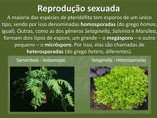 Reprodução sexuada
A maioria das espécies de pteridófita tem esporos de um único
tipo, sendo por isso denominadas homosporadas (do grego homos,
igual). Outras, como as dos gêneros Selaginella, Salvinia e Marsilea,
formam dois tipos de esporo, um grande – o megásporo – e outro
pequeno – o micrósporo. Por isso, elas são chamadas de
heterosporadas (do grego hetero, diferentes).
 