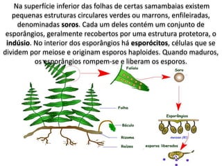 Na superfície inferior das folhas de certas samambaias existem
pequenas estruturas circulares verdes ou marrons, enfileiradas,
denominadas soros. Cada um deles contém um conjunto de
esporângios, geralmente recobertos por uma estrutura protetora, o
indúsio. No interior dos esporângios há esporócitos, células que se
dividem por meiose e originam esporos haploides. Quando maduros,
os esporângios rompem-se e liberam os esporos.
 