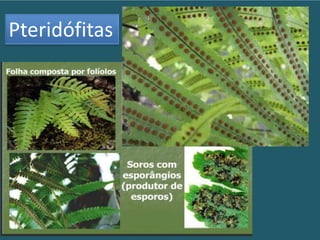 Pteridófitas
 