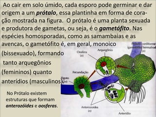Ao cair em solo úmido, cada esporo pode germinar e dar
origem a um prótalo, essa plantinha em forma de cora-
ção mostrada na figura. O prótalo é uma planta sexuada
e produtora de gametas, ou seja, é o gametófito. Nas
espécies homosporadas, como as samambaias e as
avencas, o gametófito é, em geral, monoico
(bissexuado), formando
tanto arquegônios
(femininos) quanto
anterídios (masculinos).
No Prótalo existem
estruturas que formam
anterozóides e oosferas.
 