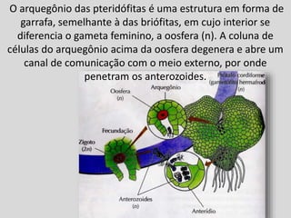 O arquegônio das pteridófitas é uma estrutura em forma de
garrafa, semelhante à das briófitas, em cujo interior se
diferencia o gameta feminino, a oosfera (n). A coluna de
células do arquegônio acima da oosfera degenera e abre um
canal de comunicação com o meio externo, por onde
penetram os anterozoides.
 