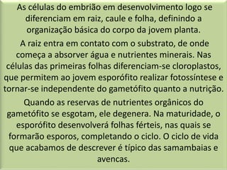As células do embrião em desenvolvimento logo se
diferenciam em raiz, caule e folha, definindo a
organização básica do corpo da jovem planta.
A raiz entra em contato com o substrato, de onde
começa a absorver água e nutrientes minerais. Nas
células das primeiras folhas diferenciam-se cloroplastos,
que permitem ao jovem esporófito realizar fotossíntese e
tornar-se independente do gametófito quanto a nutrição.
Quando as reservas de nutrientes orgânicos do
gametófito se esgotam, ele degenera. Na maturidade, o
esporófito desenvolverá folhas férteis, nas quais se
formarão esporos, completando o ciclo. O ciclo de vida
que acabamos de descrever é típico das samambaias e
avencas.
 