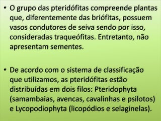 • O grupo das pteridófitas compreende plantas
que, diferentemente das briófitas, possuem
vasos condutores de seiva sendo por isso,
consideradas traqueófitas. Entretanto, não
apresentam sementes.
• De acordo com o sistema de classificação
que utilizamos, as pteridófitas estão
distribuídas em dois filos: Pteridophyta
(samambaias, avencas, cavalinhas e psilotos)
e Lycopodiophyta (licopódios e selaginelas).
 