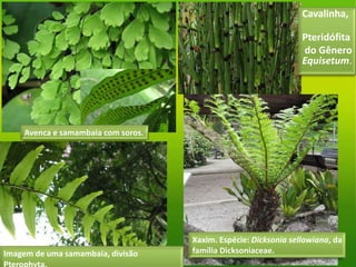 Imagem de uma samambaia, divisão
Avenca e samambaia com soros.
Cavalinha,
Pteridófita
do Gênero
Equisetum.
Xaxim. Espécie: Dicksonia sellowiana, da
família Dicksoniaceae.
 