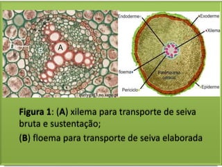 Figura 1: (A) xilema para transporte de seiva
bruta e sustentação;
(B) floema para transporte de seiva elaborada
 