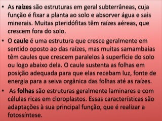 • As raízes são estruturas em geral subterrâneas, cuja
função é fixar a planta ao solo e absorver água e sais
minerais. Muitas pteridófitas têm raízes aéreas, que
crescem fora do solo.
• O caule é uma estrutura que cresce geralmente em
sentido oposto ao das raízes, mas muitas samambaias
têm caules que crescem paralelos à superfície do solo
ou logo abaixo dela. O caule sustenta as folhas em
posição adequada para que elas recebam luz, fonte de
energia para a seiva orgânica das folhas até as raízes.
• As folhas são estruturas geralmente laminares e com
células ricas em cloroplastos. Essas características são
adaptações à sua principal função, que é realizar a
fotossíntese.
 
