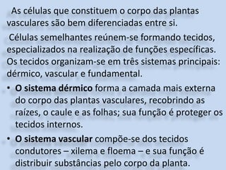As células que constituem o corpo das plantas
vasculares são bem diferenciadas entre si.
Células semelhantes reúnem-se formando tecidos,
especializados na realização de funções específicas.
Os tecidos organizam-se em três sistemas principais:
dérmico, vascular e fundamental.
• O sistema dérmico forma a camada mais externa
do corpo das plantas vasculares, recobrindo as
raízes, o caule e as folhas; sua função é proteger os
tecidos internos.
• O sistema vascular compõe-se dos tecidos
condutores – xilema e floema – e sua função é
distribuir substâncias pelo corpo da planta.
 