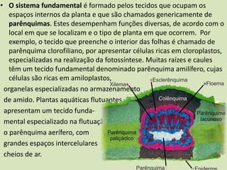 • O sistema fundamental é formado pelos tecidos que ocupam os
espaços internos da planta e que são chamados genericamente de
parênquimas. Estes desempenham funções diversas, de acordo com o
local em que se localizam e o tipo de planta em que ocorrem. Por
exemplo, o tecido que preenche o interior das folhas é chamado de
parênquima clorofiliano, por apresentar células ricas em cloroplastos,
especializadas na realização da fotossíntese. Muitas raízes e caules
têm um tecido fundamental denominado parênquima amilífero, cujas
células são ricas em amiloplastos,
organelas especializadas no armazenamento
de amido. Plantas aquáticas flutuantes
apresentam um tecido funda-
mental especializado na flutuação,
o parênquima aerífero, com
grandes espaços intercelulares
cheios de ar.
 