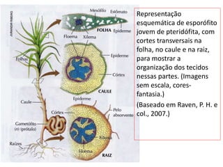 Representação
esquemática de esporófito
jovem de pteridófita, com
cortes transversais na
folha, no caule e na raiz,
para mostrar a
organização dos tecidos
nessas partes. (Imagens
sem escala, cores-
fantasia.)
(Baseado em Raven, P. H. e
col., 2007.)
 