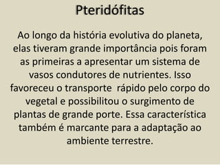 Pteridófitas
Ao longo da história evolutiva do planeta,
elas tiveram grande importância pois foram
as primeiras a apresentar um sistema de
vasos condutores de nutrientes. Isso
favoreceu o transporte rápido pelo corpo do
vegetal e possibilitou o surgimento de
plantas de grande porte. Essa característica
também é marcante para a adaptação ao
ambiente terrestre.
 