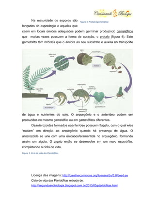 Na maturidade os esporos são

Figura 4. Protalo (gametófito).

lançados do esporângio e aqueles que
caem em locais úmidos adequados podem germinar produzindo gametófitos
que

muitas vezes possuem a forma de coração, o protalo (figura 4). Este

gametófito têm rizóides que o ancora ao seu substrato e auxilia no transporte

de água e nutrientes do solo. O arquegônio e o anterídeo podem ser
produzidos no mesmo gametófito ou em gametófitos diferentes.
Osanterozoides formados noanterídeo possuem flagelo, com o qual eles
“nadam” em direção ao arquegônio quando há presença de água. O
anterozoide se une com uma únicaoosferamantida no arquegônio, formando
assim um zigoto. O zigoto então se desenvolve em um novo esporófito,
completando o ciclo de vida.
Figura 5. Ciclo de vida das Pteridófitas.

Licença das imagens: http://creativecommons.org/licenses/by/3.0/deed.en
Ciclo de vida das Pteridófitas retirado de:
http://segundoanobiologia.blogspot.com.br/2013/05/pteridofitas.html

 