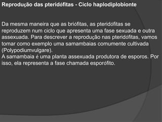 Reprodução das pteridófitas - Ciclo haplodiplobionte 
Da mesma maneira que as briófitas, as pteridófitas se 
reproduzem num ciclo que apresenta uma fase sexuada e outra 
assexuada. Para descrever a reprodução nas pteridófitas, vamos 
tomar como exemplo uma samambaias comumente cultivada 
(Polypodiumvulgare). 
A samambaia é uma planta assexuada produtora de esporos. Por 
isso, ela representa a fase chamada esporófito. 
 