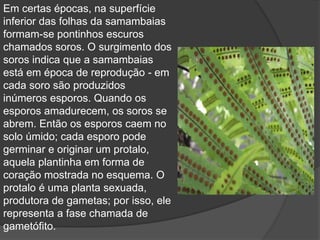 Em certas épocas, na superfície 
inferior das folhas da samambaias 
formam-se pontinhos escuros 
chamados soros. O surgimento dos 
soros indica que a samambaias 
está em época de reprodução - em 
cada soro são produzidos 
inúmeros esporos. Quando os 
esporos amadurecem, os soros se 
abrem. Então os esporos caem no 
solo úmido; cada esporo pode 
germinar e originar um protalo, 
aquela plantinha em forma de 
coração mostrada no esquema. O 
protalo é uma planta sexuada, 
produtora de gametas; por isso, ele 
representa a fase chamada de 
gametófito. 
 