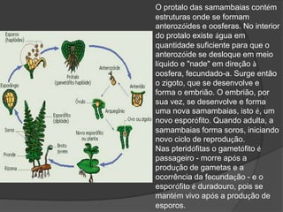 O protalo das samambaias contém 
estruturas onde se formam 
anterozóides e oosferas. No interior 
do protalo existe água em 
quantidade suficiente para que o 
anterozóide se desloque em meio 
líquido e "nade" em direção à 
oosfera, fecundado-a. Surge então 
o zigoto, que se desenvolve e 
forma o embrião. O embrião, por 
sua vez, se desenvolve e forma 
uma nova samambaias, isto é, um 
novo esporófito. Quando adulta, a 
samambaias forma soros, iniciando 
novo ciclo de reprodução. 
Nas pteridófitas o gametófito é 
passageiro - morre após a 
produção de gametas e a 
ocorrência da fecundação - e o 
esporófito é duradouro, pois se 
mantém vivo após a produção de 
esporos. 
