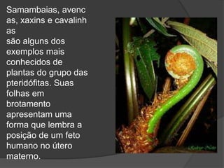 Samambaias, avenc 
as, xaxins e cavalinh 
as 
são alguns dos 
exemplos mais 
conhecidos de 
plantas do grupo das 
pteridófitas. Suas 
folhas em 
brotamento 
apresentam uma 
forma que lembra a 
posição de um feto 
humano no útero 
materno. 
 