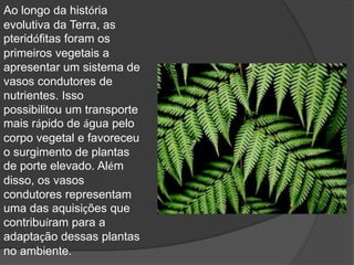 Ao longo da história 
evolutiva da Terra, as 
pteridófitas foram os 
primeiros vegetais a 
apresentar um sistema de 
vasos condutores de 
nutrientes. Isso 
possibilitou um transporte 
mais rápido de água pelo 
corpo vegetal e favoreceu 
o surgimento de plantas 
de porte elevado. Além 
disso, os vasos 
condutores representam 
uma das aquisições que 
contribuíram para a 
adaptação dessas plantas 
no ambiente. 
 