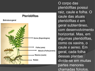 O corpo das 
pteridófitas possui 
raiz, caule e folha. O 
caule das atuais 
pteridófitas é em 
geral subterrâneo, 
com desenvolvimento 
horizontal. Mas, em 
algumas pteridófitas, 
como os xaxins, o 
caule é aéreo. Em 
geral, cada folha 
dessas plantas 
divide-se em muitas 
partes menores 
chamadas folíolos. 
 