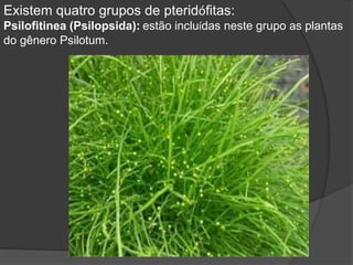 Existem quatro grupos de pteridófitas: 
Psilofitinea (Psilopsida): estão incluídas neste grupo as plantas 
do gênero Psilotum. 
 
